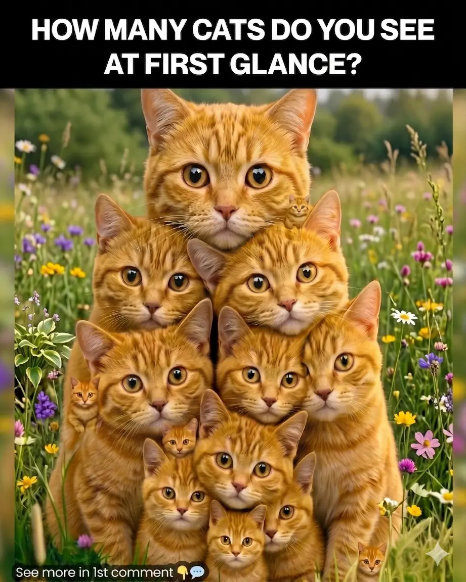 How Many Cats Can You Spot