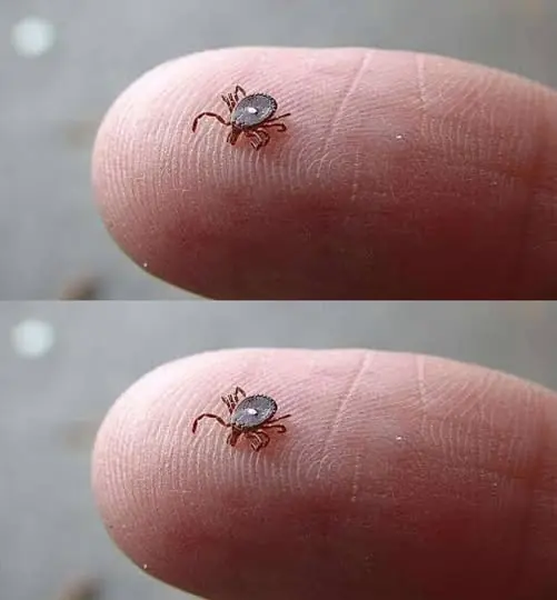 Does anyone know what this is?