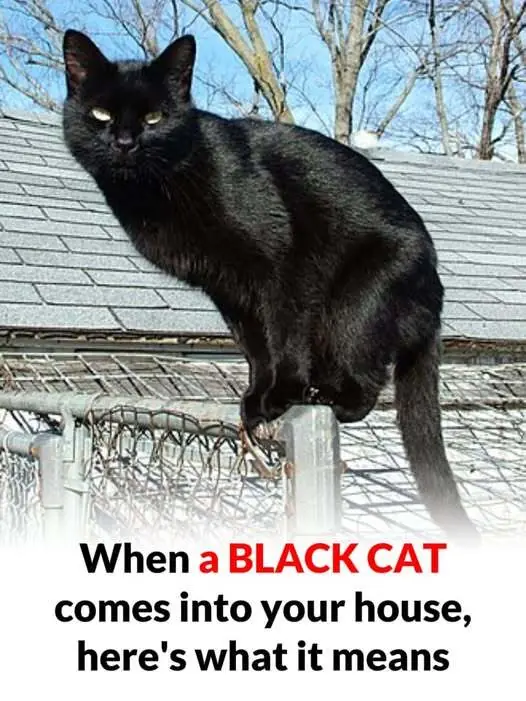 When a BLACK CAT comes into your house, here's what it means