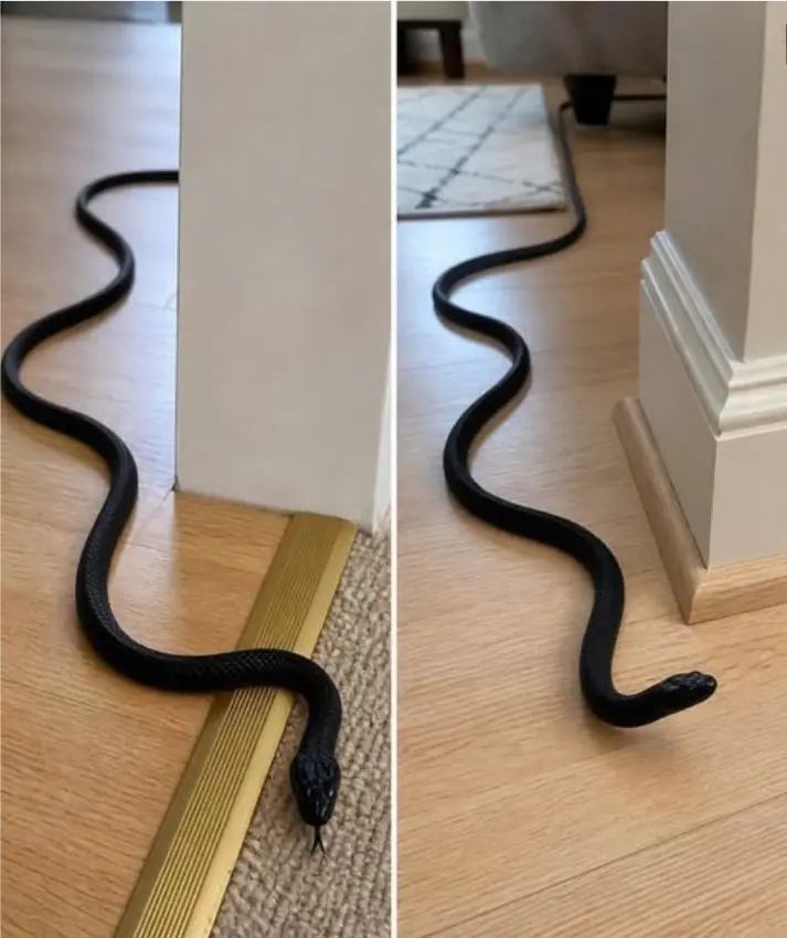 When this snake enters your house, it means you have
