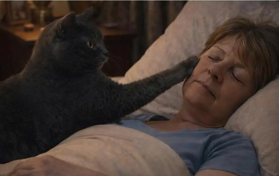 The cat woke her owner every night and drove her out of the bedroom: the woman thought the cat had mental problems until she took it to the veterinarian