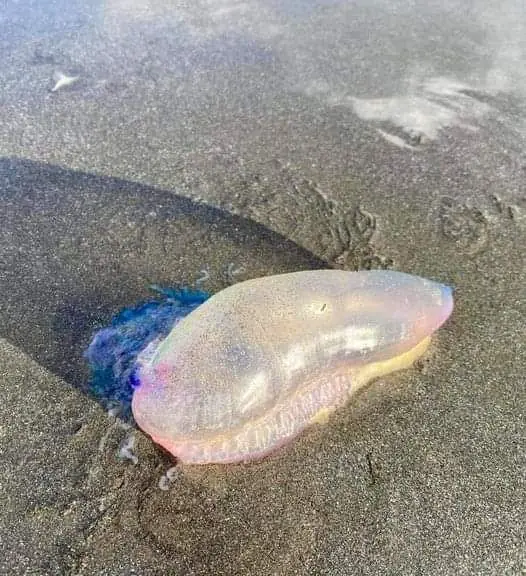 Beware of the Portuguese Man-of-War Washed Ashore