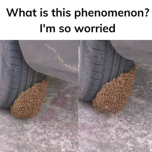 What’s This Mysterious Bee Phenomenon?