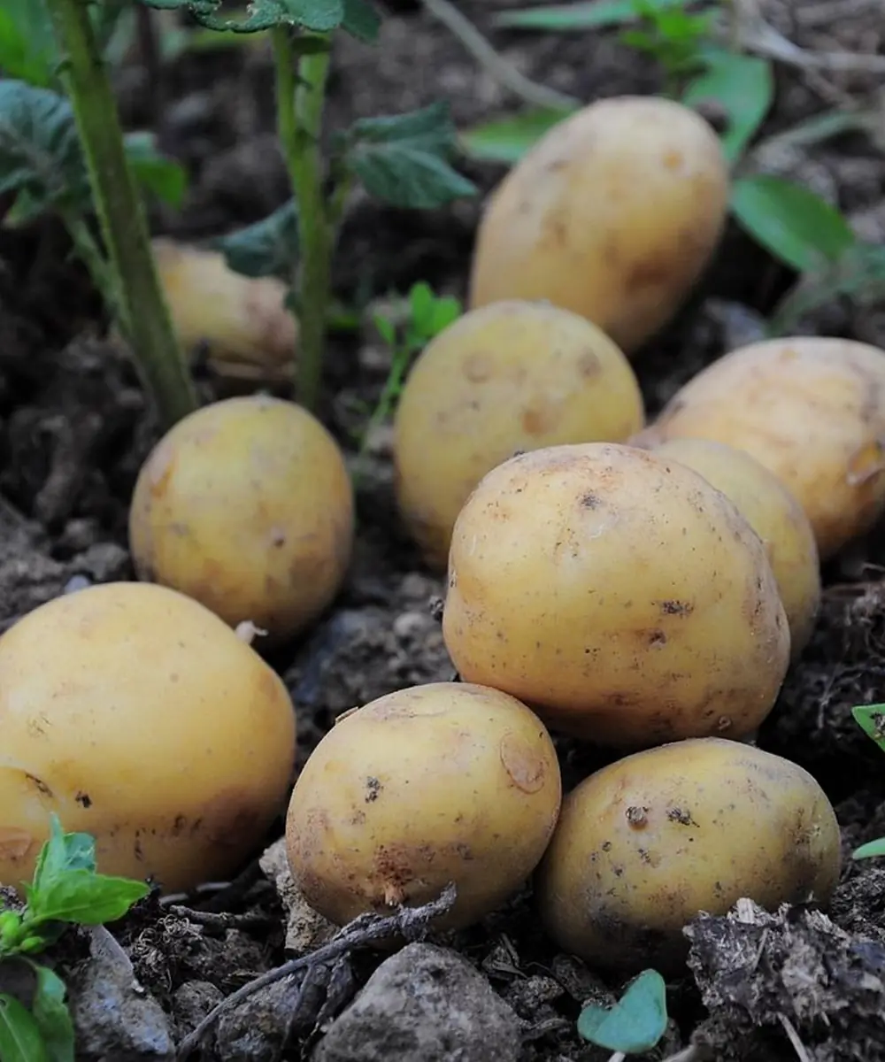 Doctors reveal that eating potatoes causes… See more
