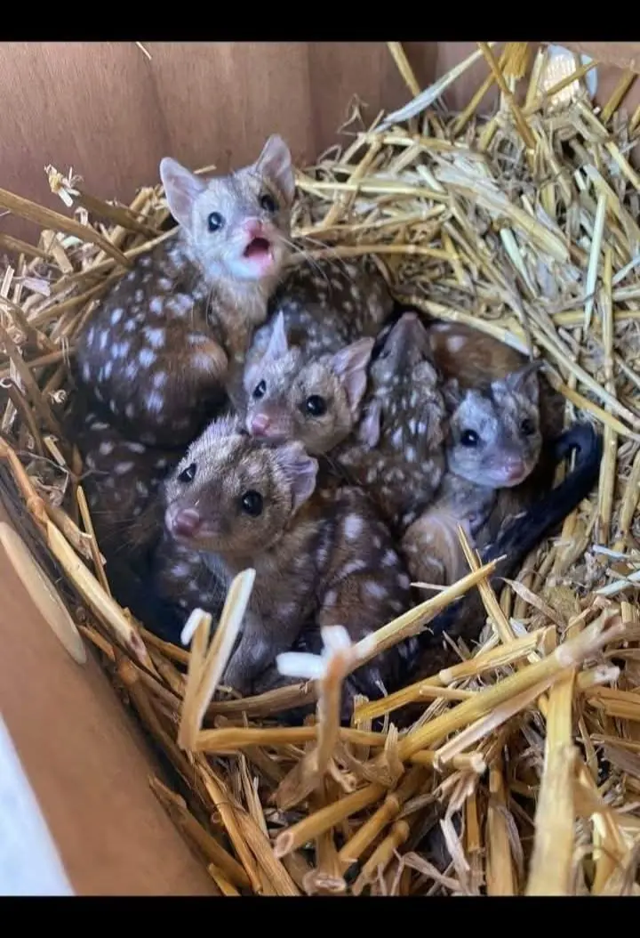 Group finds spiky creatures in nest – shocked when they realize what they are