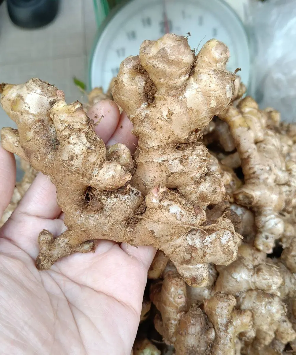 Doctor wa:rns eating ginger causes...