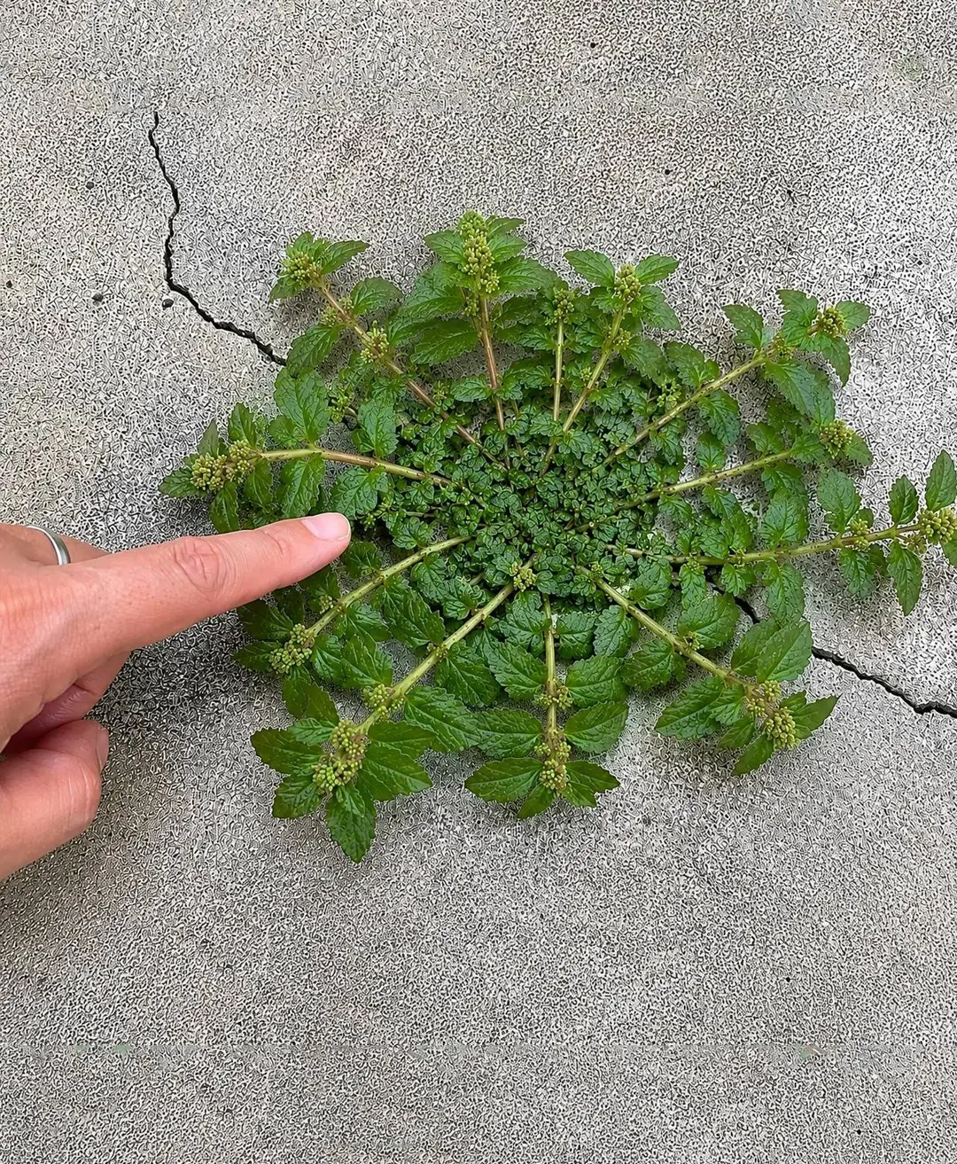 Just one leaf of this plant is worth a gold mine!...
