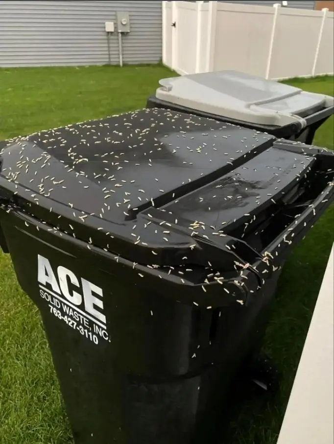 How to Stop Maggots From Taking Over Your Trash Bin & The Mystery "Bone" That Sent Us Into Full Detective Mode