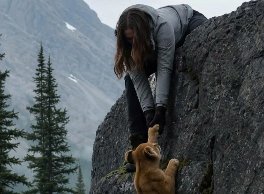 A young woman saved a lion cub that was hanging from the edge of a cliff and was about to fall into the abyss, but when she turned around, she saw a huge lioness staring straight at her with the eyes of a predator… And what happened next was truly terri