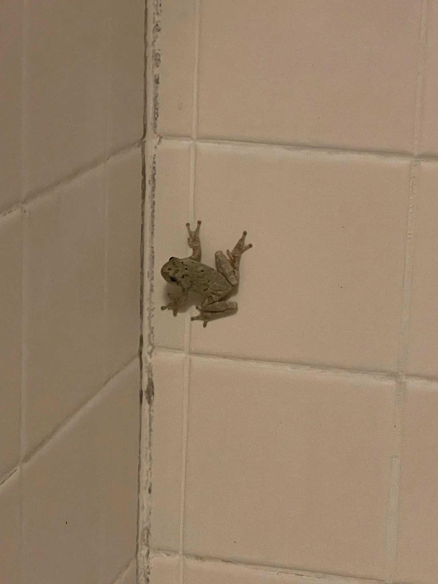 Did you know: When a frog visits your house, it's a sign of...