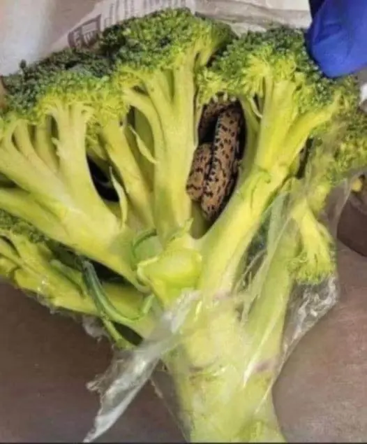 Horrified man finds something unbelievable in a bag of broccoli he purchased from Aldi...