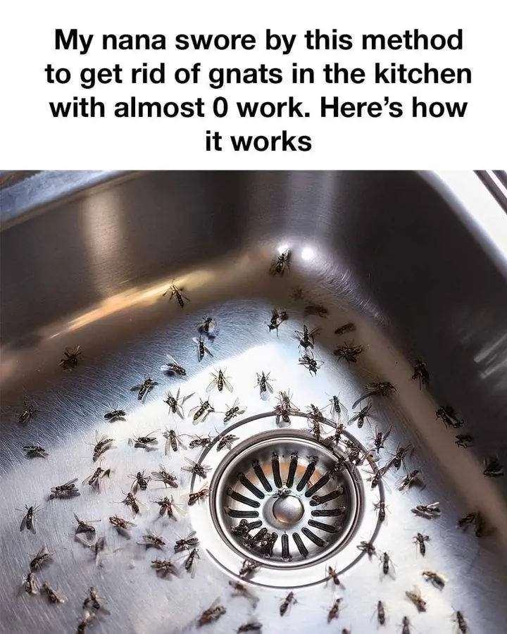 Simple Trick to Get Rid of Gnats in the Kitchen