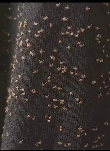 These Tiny Things Covered My Pant Leg After a Walk