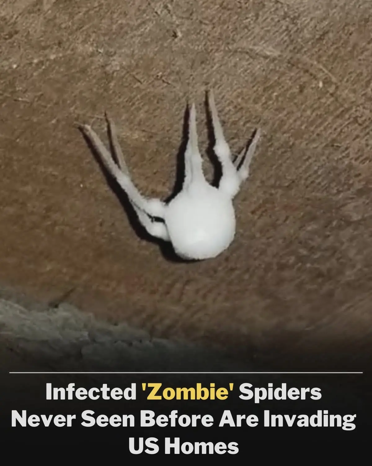 ‘Zombie’ Fungus-Infected Spiders Spotted Invading US Homes for the First Time