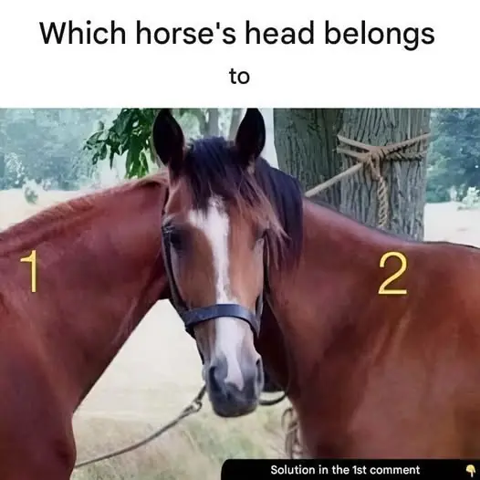 Which Horse Is Standing in Front