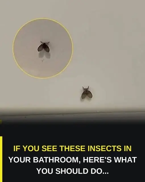 Tiny Flies in Your Bathroom