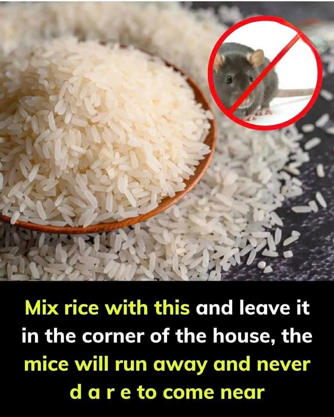 The Viral “Rice Trick” for Mice