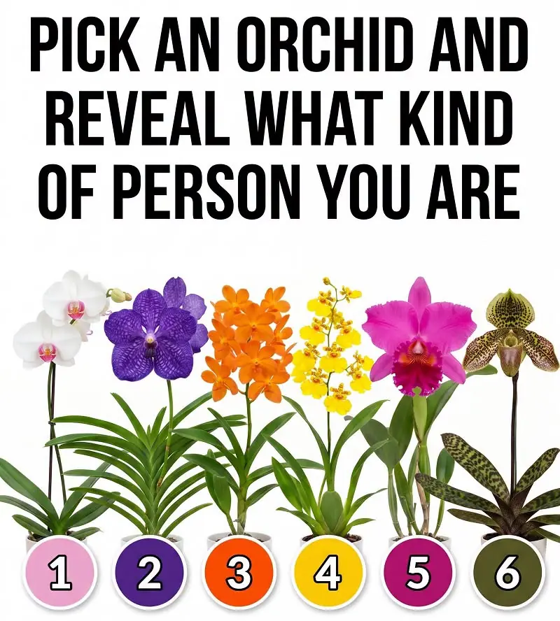 Which Orchid Catches Your Eye First