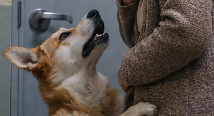 My Dog Suddenly Attacked Me to Stop Me Entering Home—Moments Later, I Discovered the Terrifying Reason Why