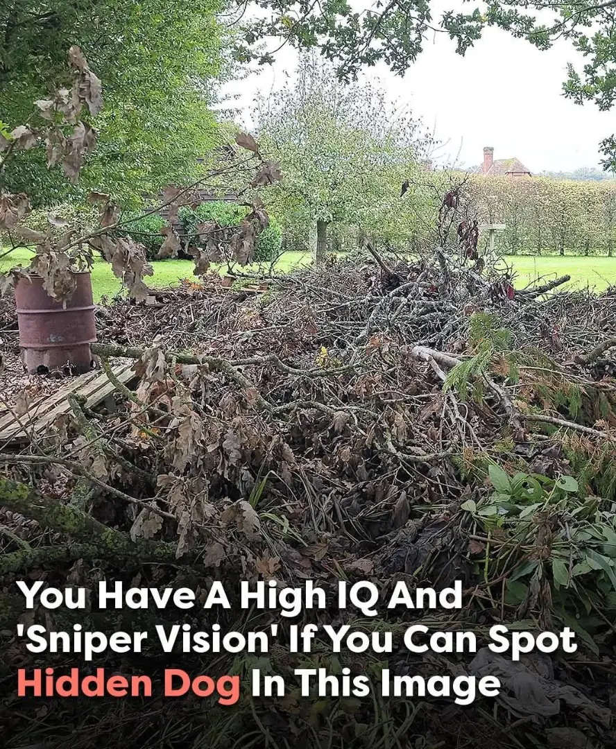 Can You Find the Hidden Dog? Only Those with ‘Sniper Vision’ Will Spot It