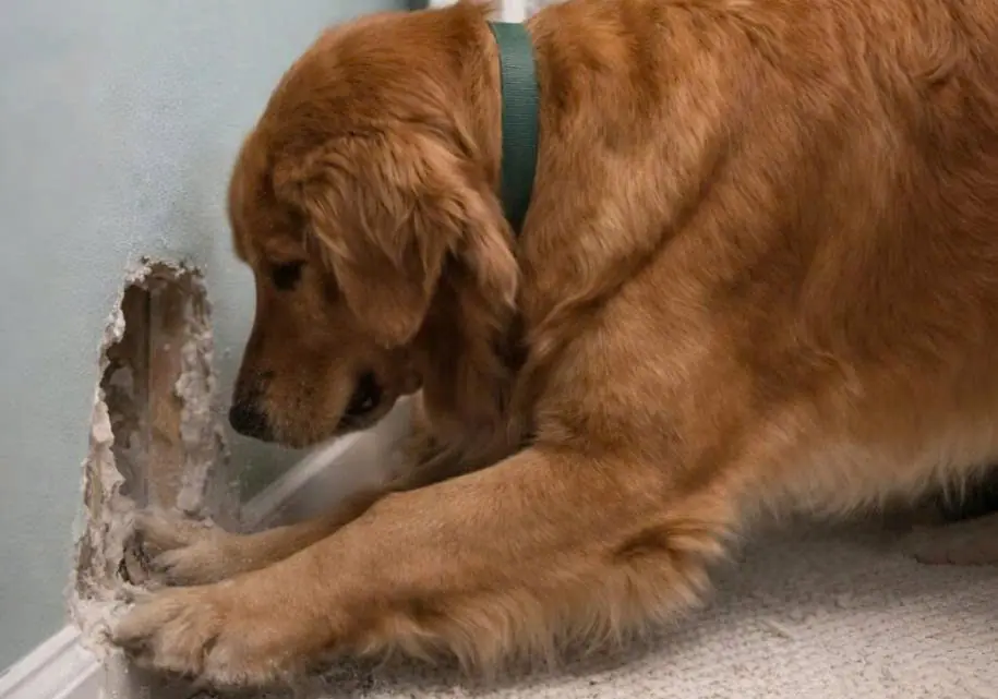 My dog started furiously scratching the wall behind my eight-month-old daughter’s crib: at first we thought she had simply gone crazy, but when we looked inside the wall, we found something truly horrifying