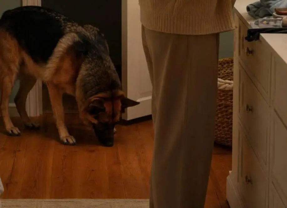 My Dog Growled at the Nursery Floor and Suddenly Attacked My Pregnant Wife — Days Later, I Discovered a Horrifying Reason