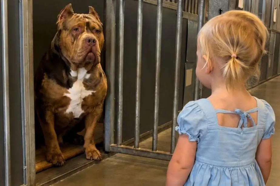 No one dared to adopt the most dangerous and aggressive dog in the shelter because he attacked people. But when a three-year-old girl approached the fighting dog, the entire shelter froze at what the dog did