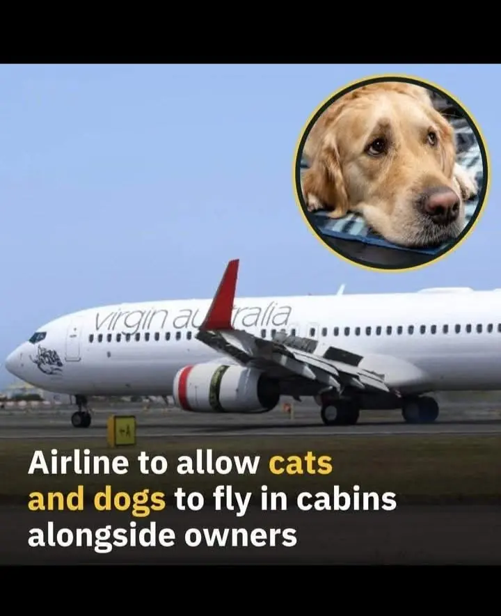 Airlines That Welcome Dogs and Cats in The Cabin