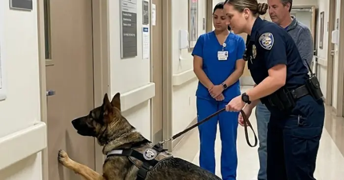 The K9 police dog refused to leave in front of Room 207 — what was discovered inside stunned everyone.