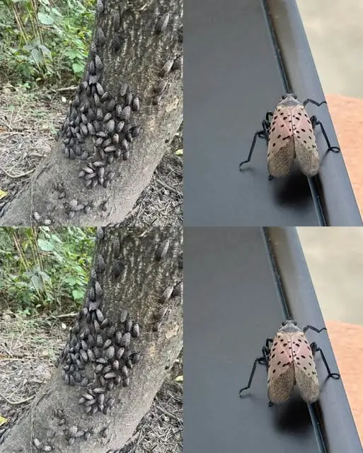 If You Ever Spot This Insect, Get Rid of It Immediately! The Truth About the Spotted Lanternfly