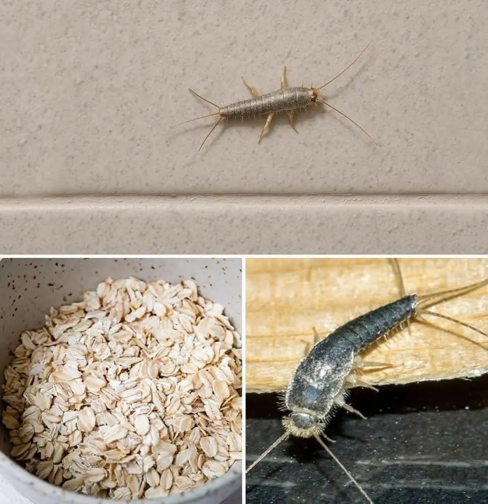 Warning! If You Have Found This Insect (Silverfish) in Your Home, It's a Sign That You Need to Take Action