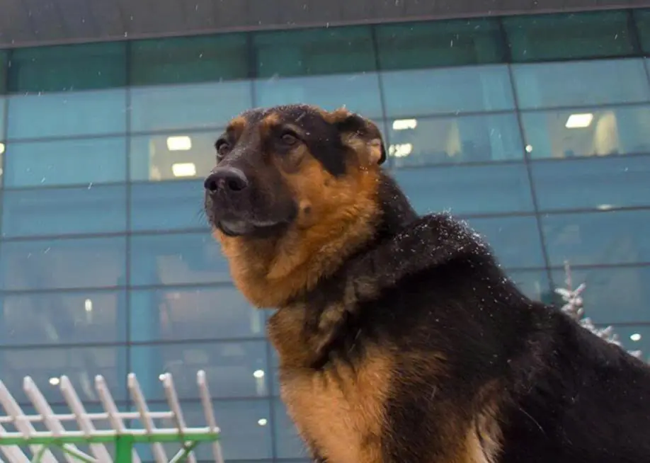 People at the airport spotted a uniformed man lying on the floor beside a German Shepherd. Everyone was stunned when they discovered why the dog was barking and growling at everyone nearby.