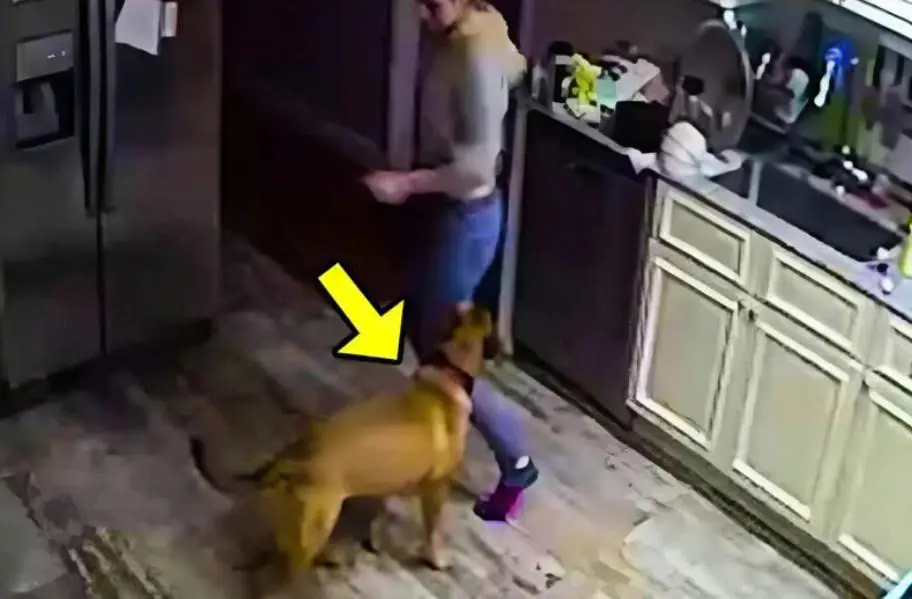 The wife complained that their dog constantly attacked her for no reason: the husband didn’t believe her and decided to install a camera to watch his wife and the dog, but what he saw on the screen shocked him