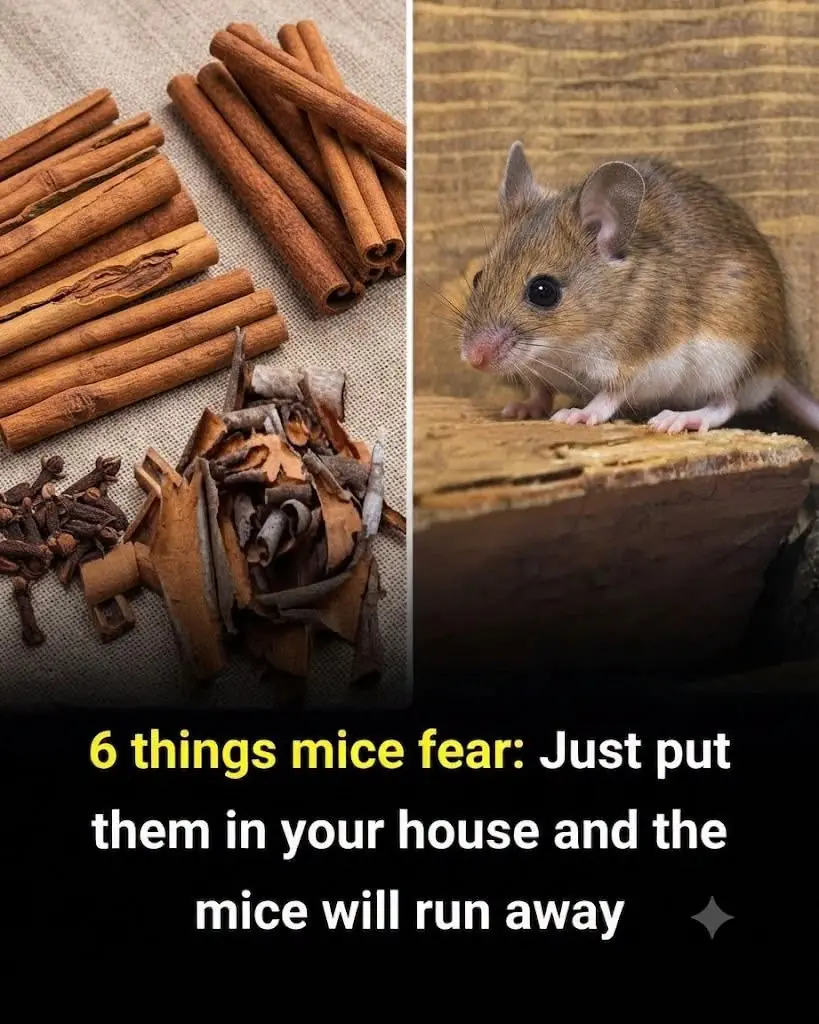 6 Effective Ways to Keep Mice Out of Your Home