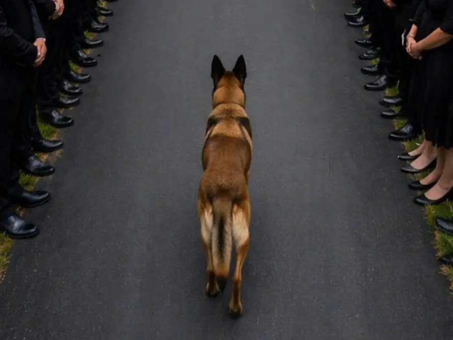 During the Funeral, the Dog Suddenly Jumped Onto Its Owner’s Coffin and Refused to Move—Then the Deceased Man’s Brother Noticed Something Strange
