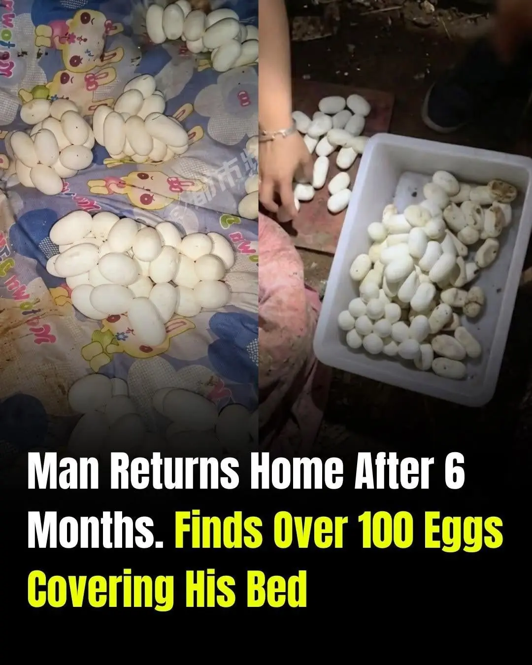 Man Returns Home After Six Months, Shocked to Find More Than 100 Mysterious Eggs Covering His Bed