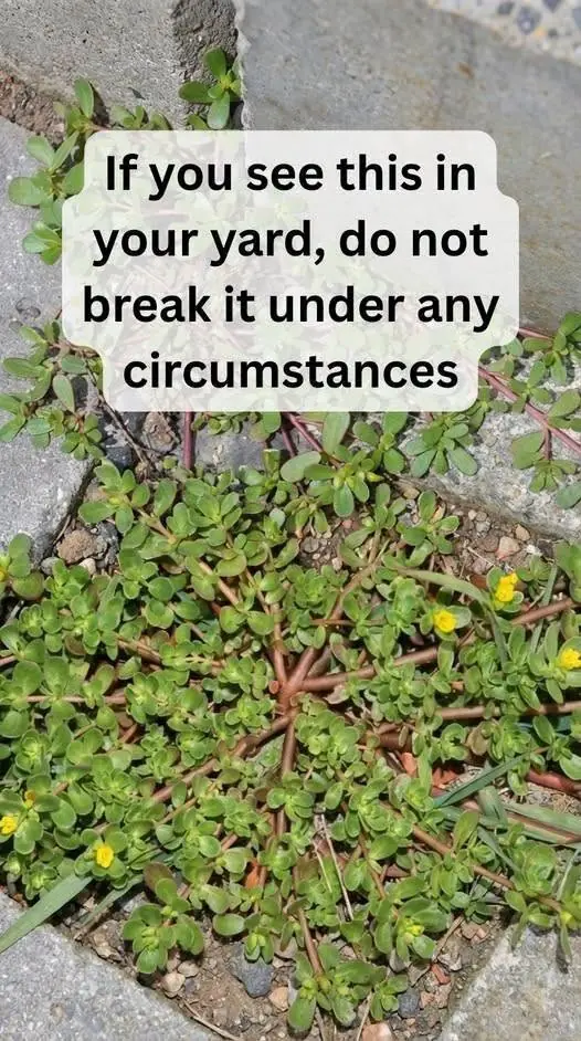 8 Reasons To Leave a Purslane Weed Growing (And Why This "Weed" Is Actually a Superfood)
