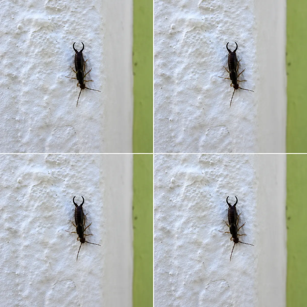Warning! If You Find This Tiny Insect in Your Kitchen, You May Need to Check Your Pantry Immediately (And How to Handle It With Calm, Practical Care)