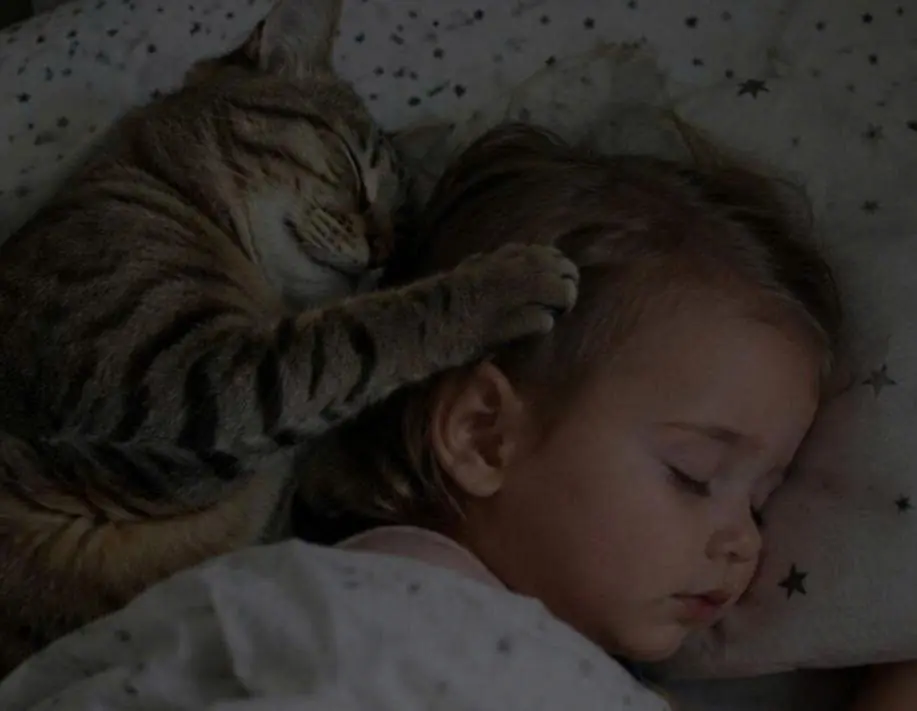 Every night, the cat fell asleep beside their two-year-old daughter and placed his paw on her face; The terrified parents decided to get rid of the pet, until the pediatrician arrived and revealed a truth that left everyone speechless