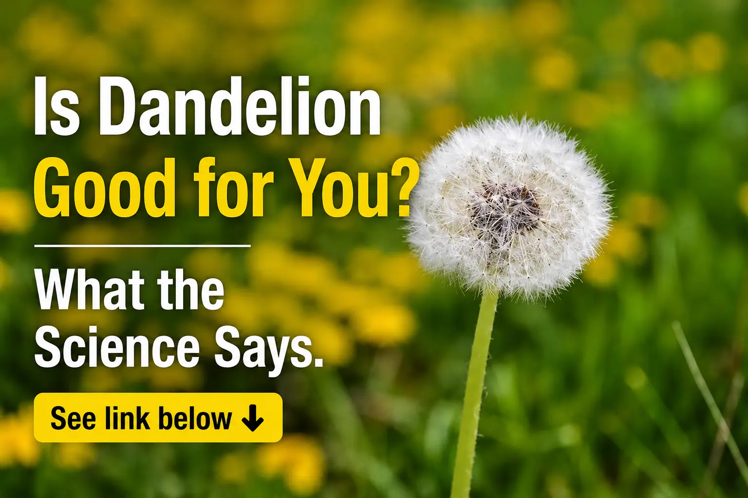 Health Benefits of Dandelion