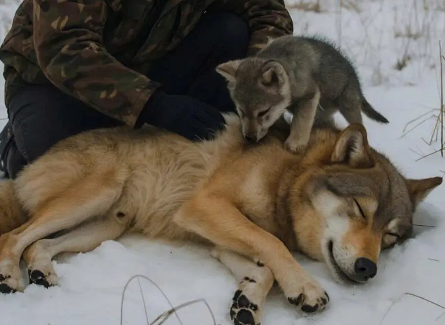 A man rescued an injured she-wolf and her pup, not realizing what would happen the next day: the entire village was horrified by what they saw