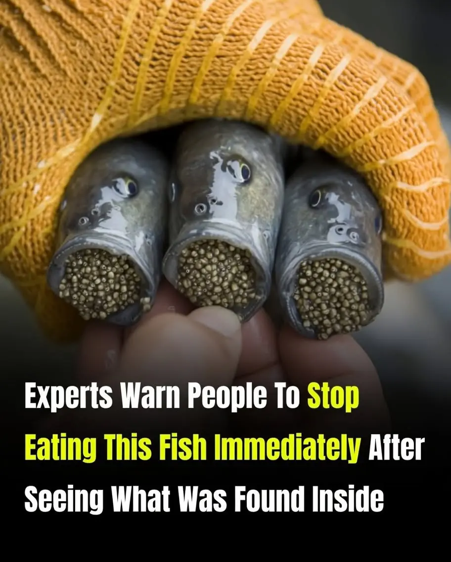 What Was Found Inside This Fish? Experts Explain When Seafood May Become Unsafe to Eat