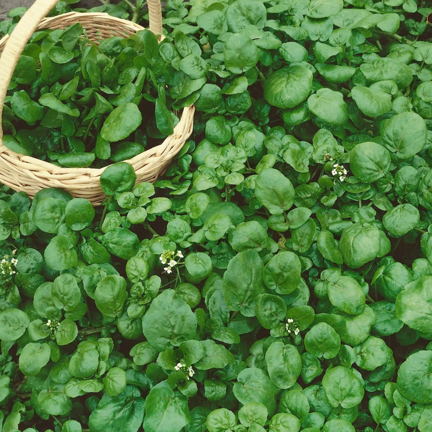 This humble leafy green is called the “king of anti-can.cer vegetables” — and here’s why