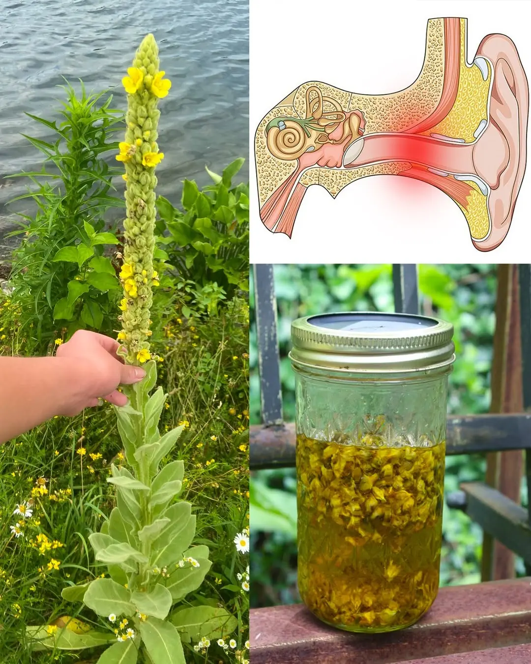 Mullein and Ear Problems: Nature’s Remedy for Gentle Relief