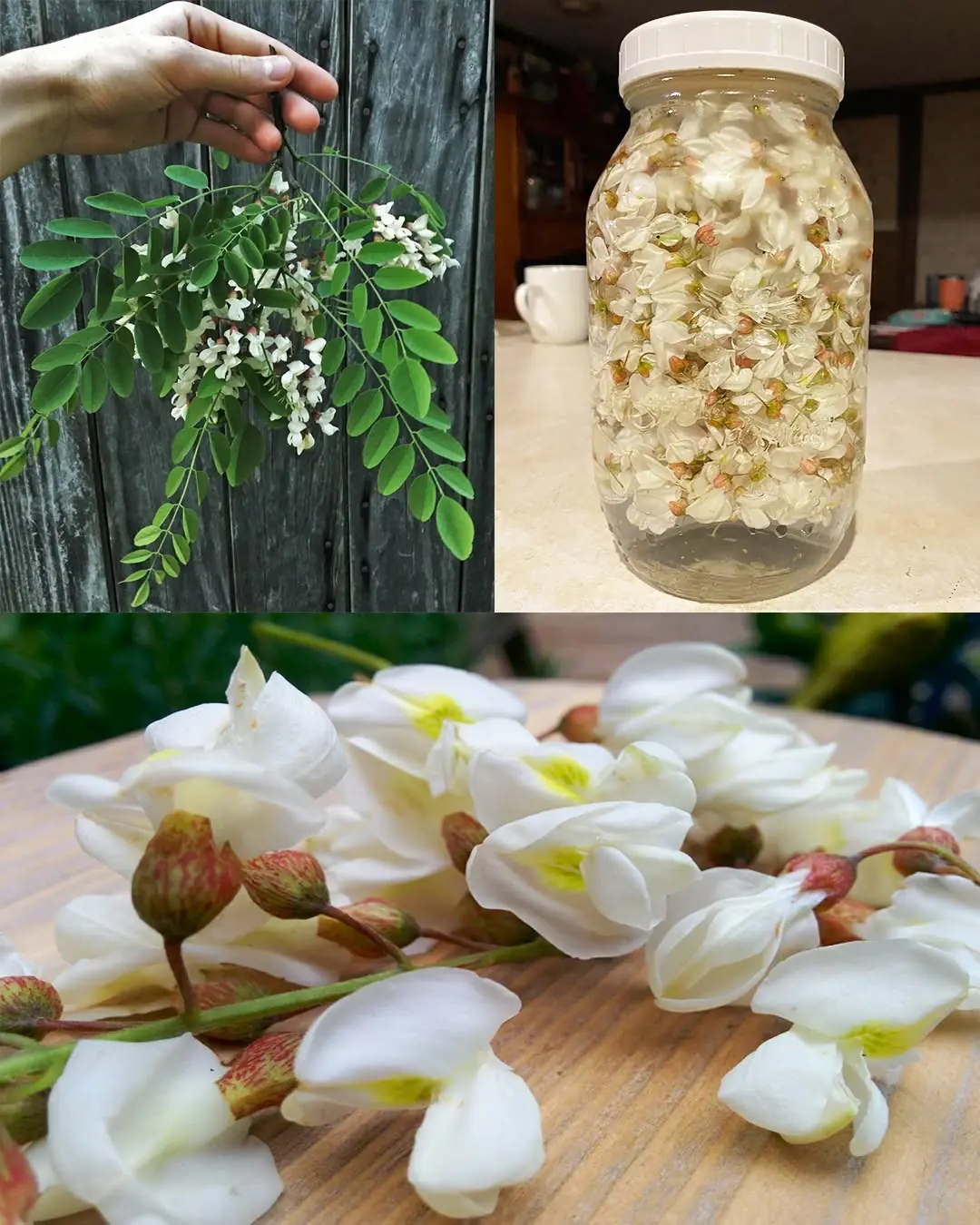 Black Locust (Robinia pseudoacacia): 14 Surprising Benefits and How to Use It at Home