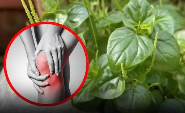 This precious vegetable can ease joint and bone pa:in — yet most people pull it out without knowing its value