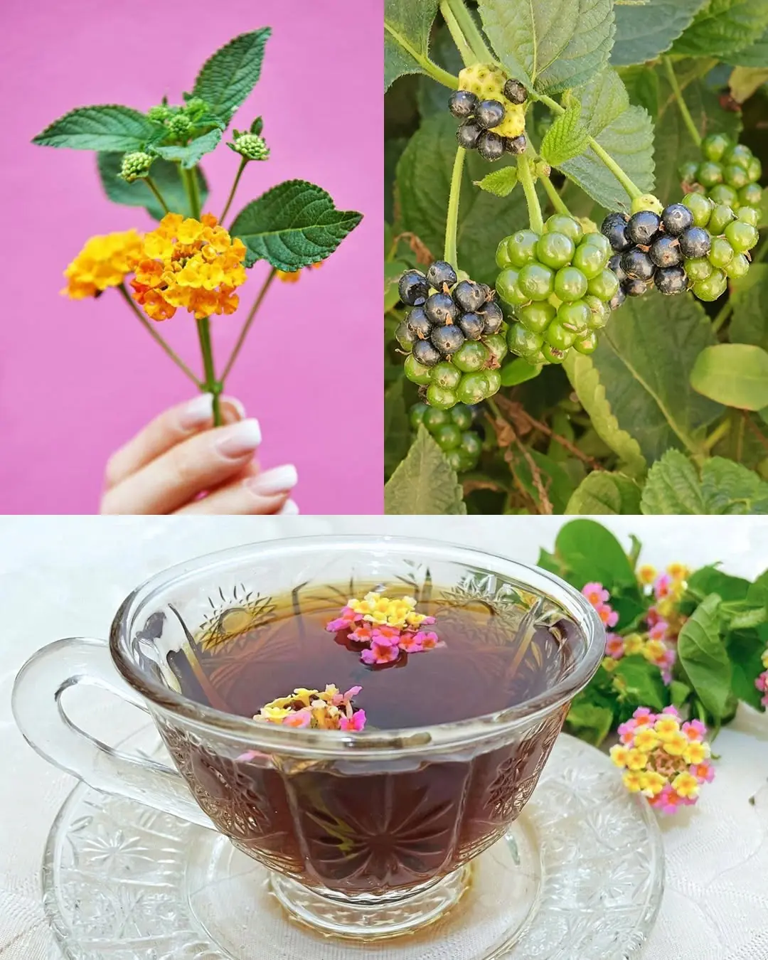 The Hidden Power of Common Lantana (Lantana camara): What You Can Safely Do with It at Home