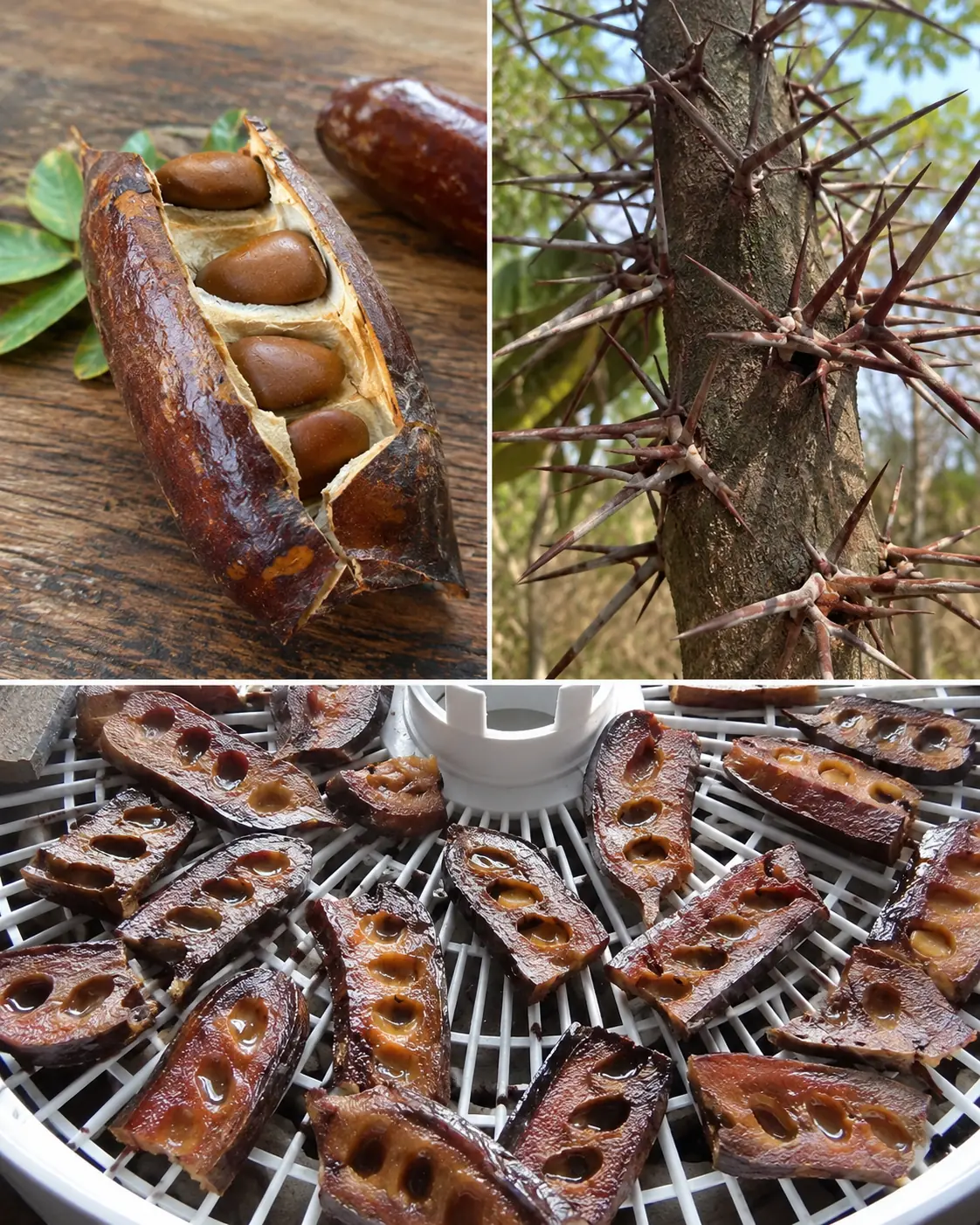 The Hidden Power of the Honey Locust Tree: Benefits and Homemade Uses