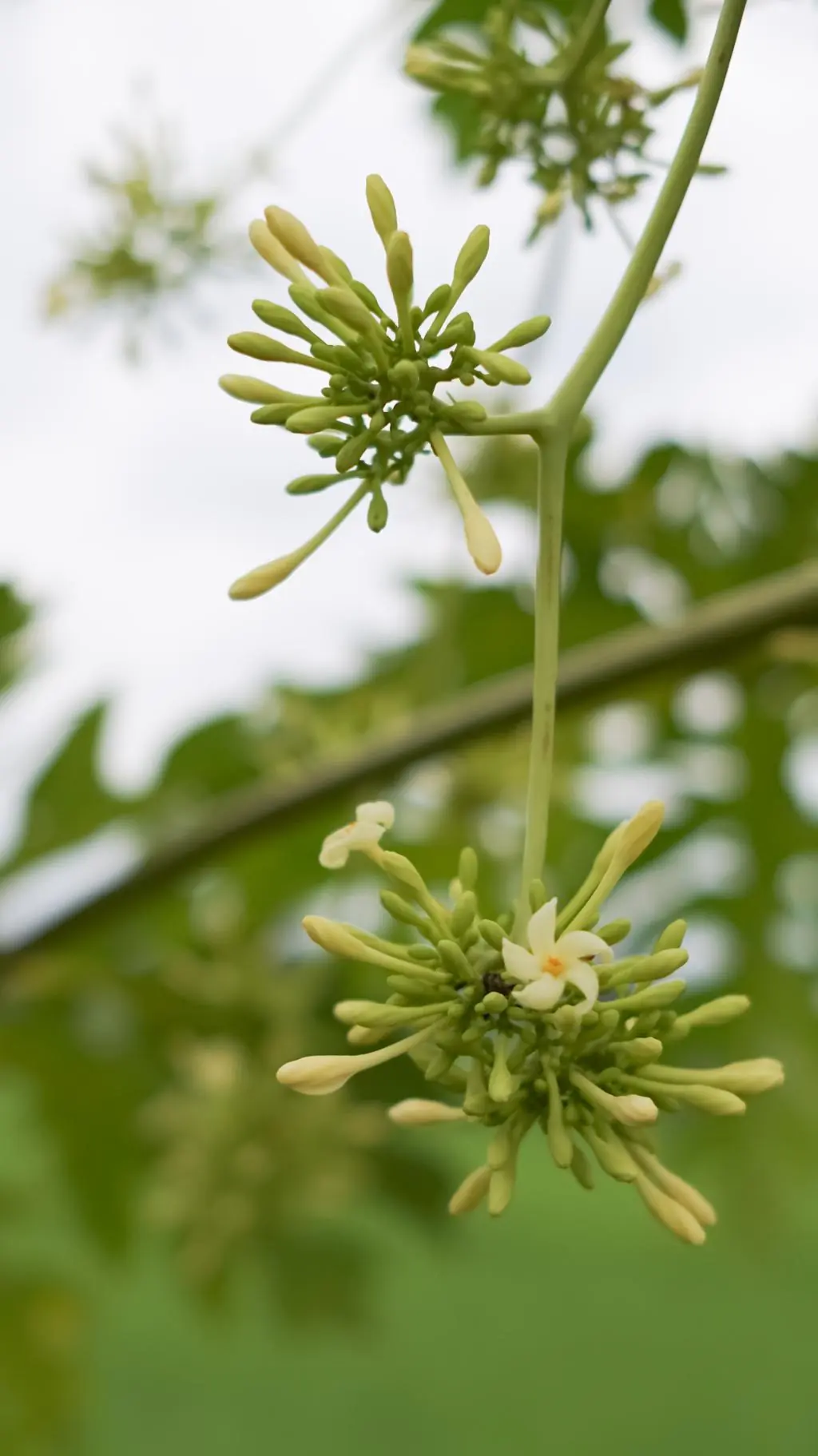Most People Ignore Papaya Flowers… Here Are 12 Amazing Benefits You Need to Know!