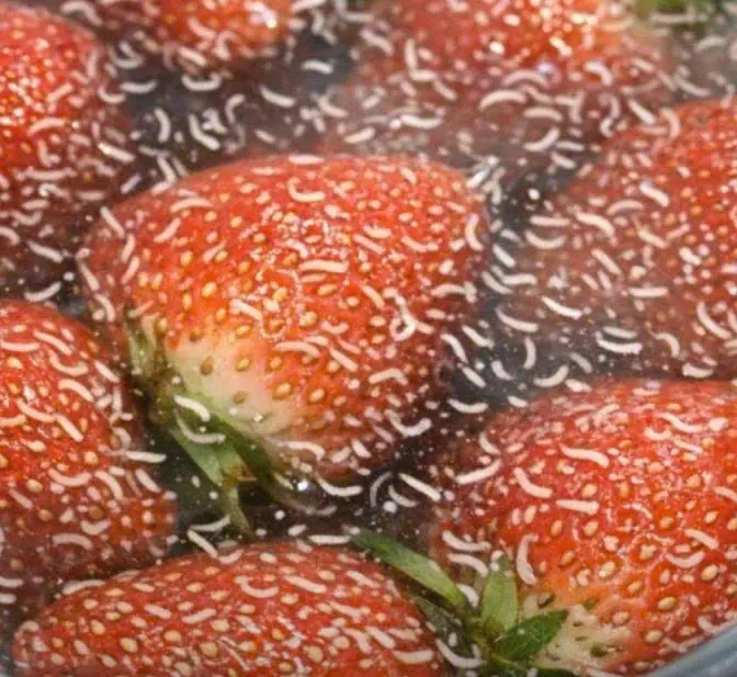 Why Tiny White Worms Appear in Strawberries and What You Should Do
